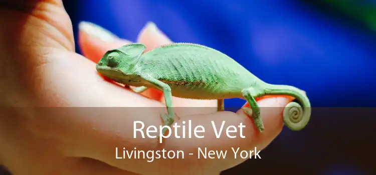 Reptile Vet Livingston - New York