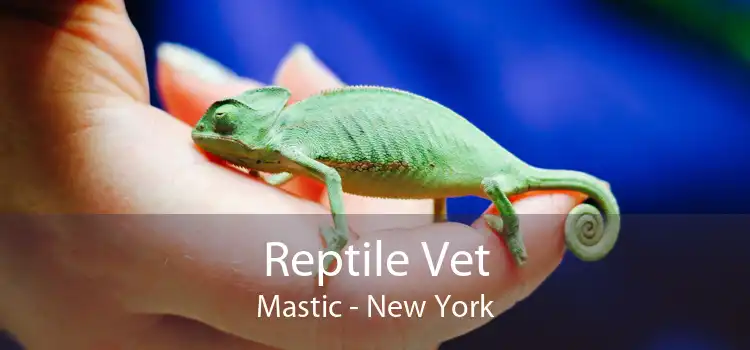 Reptile Vet Mastic - New York