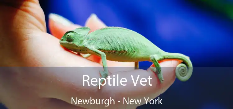 Reptile Vet Newburgh - New York