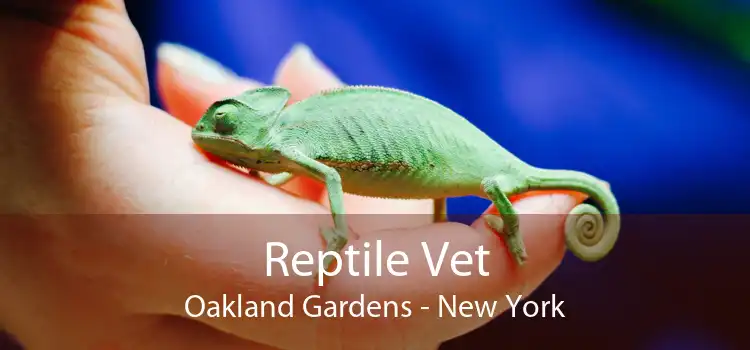 Reptile Vet Oakland Gardens - New York