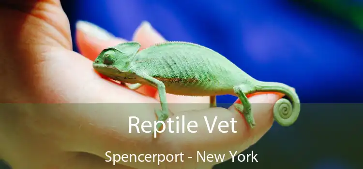 Reptile Vet Spencerport - New York