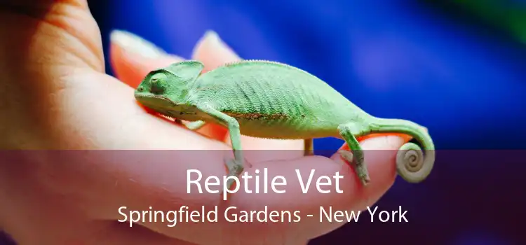 Reptile Vet Springfield Gardens - New York