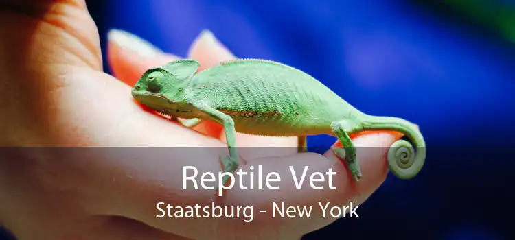 Reptile Vet Staatsburg - New York