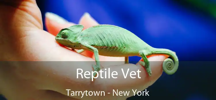 Reptile Vet Tarrytown - New York