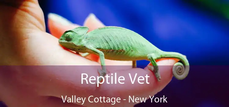 Reptile Vet Valley Cottage - New York