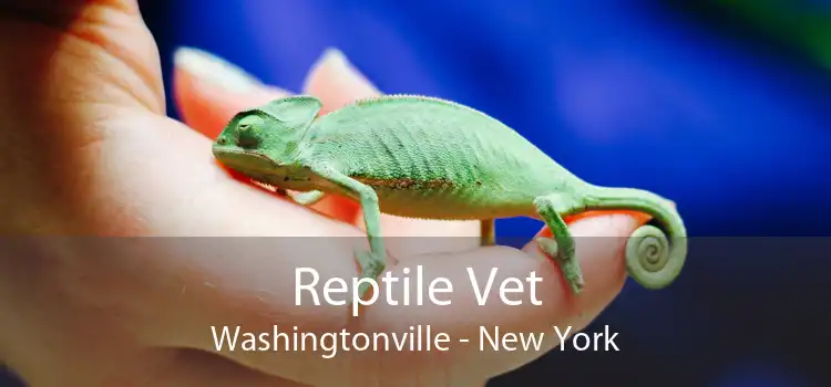 Reptile Vet Washingtonville - New York