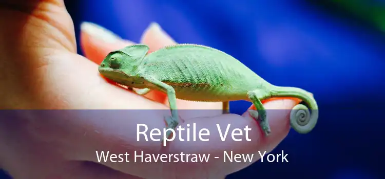 Reptile Vet West Haverstraw - New York