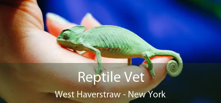 Reptile Vet West Haverstraw - New York