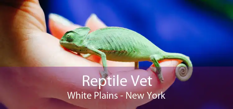 Reptile Vet White Plains - New York