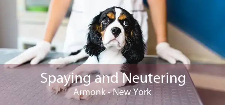 Spaying and Neutering Armonk - New York