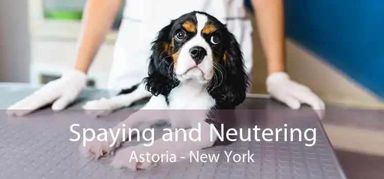 Spaying and Neutering Astoria - New York
