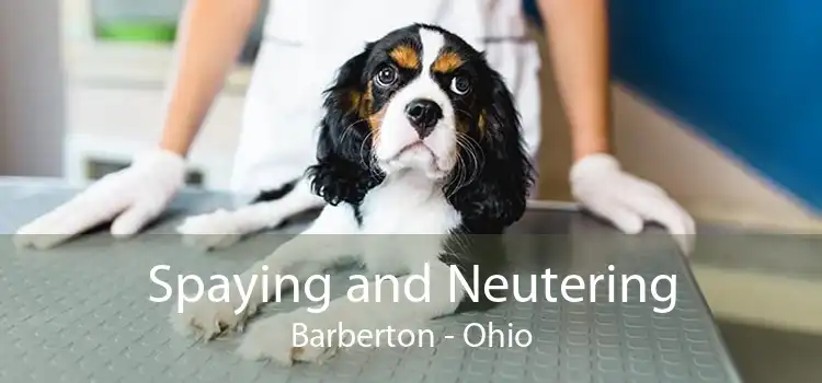 Spaying and Neutering Barberton - Ohio