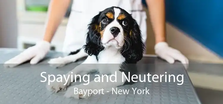 Spaying and Neutering Bayport - New York