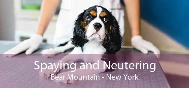 Spaying and Neutering Bear Mountain - New York