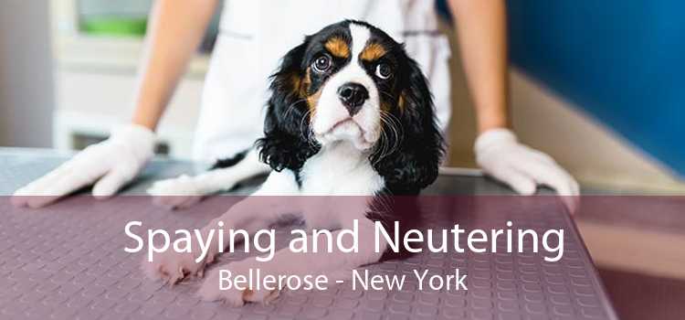 Spaying and Neutering Bellerose - New York