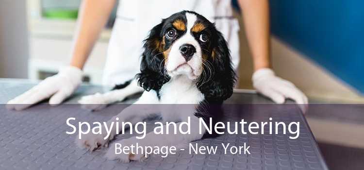 Spaying and Neutering Bethpage - New York