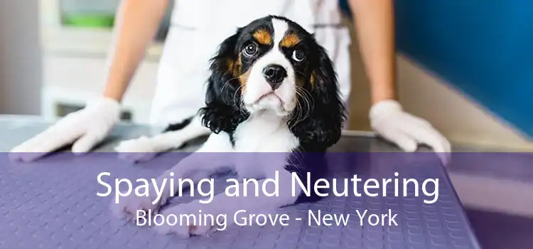 Spaying and Neutering Blooming Grove - New York