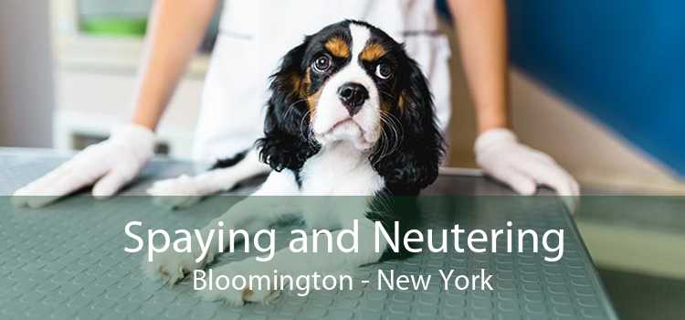 Spaying and Neutering Bloomington - New York