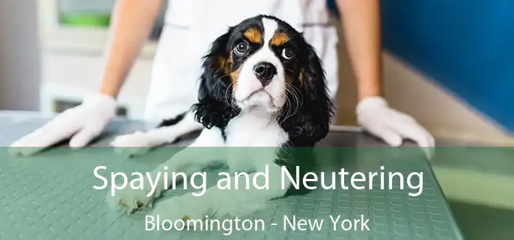 Spaying and Neutering Bloomington - New York