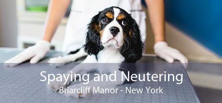 Spaying and Neutering Briarcliff Manor - New York