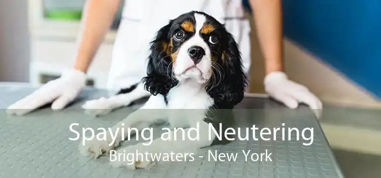 Spaying and Neutering Brightwaters - New York