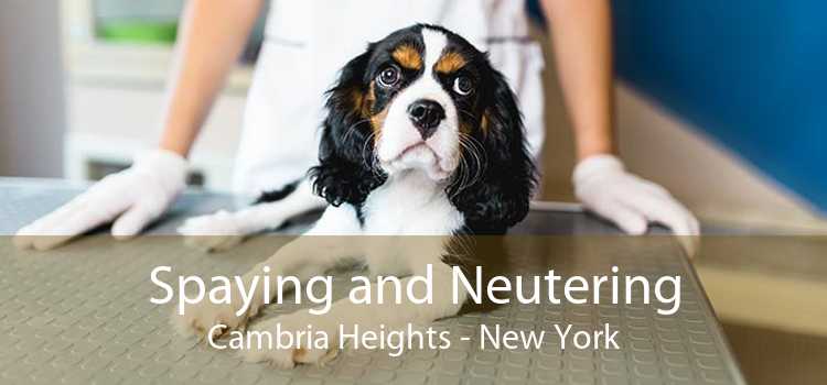 Spaying and Neutering Cambria Heights - New York