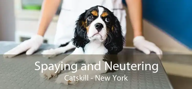 Spaying and Neutering Catskill - New York