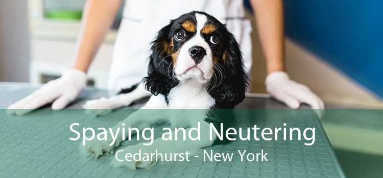 Spaying and Neutering Cedarhurst - New York