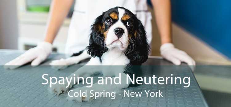 Spaying and Neutering Cold Spring - New York
