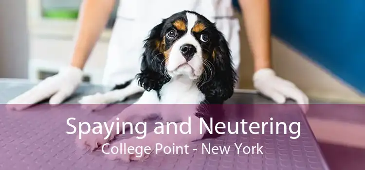 Spaying and Neutering College Point - New York