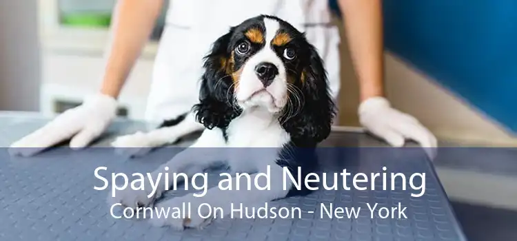 Spaying and Neutering Cornwall On Hudson - New York
