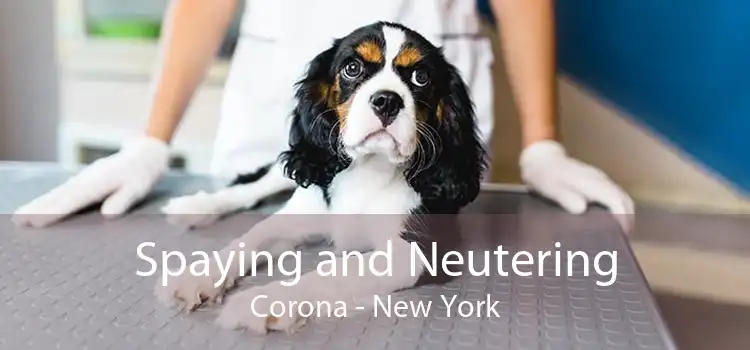 Spaying and Neutering Corona - New York