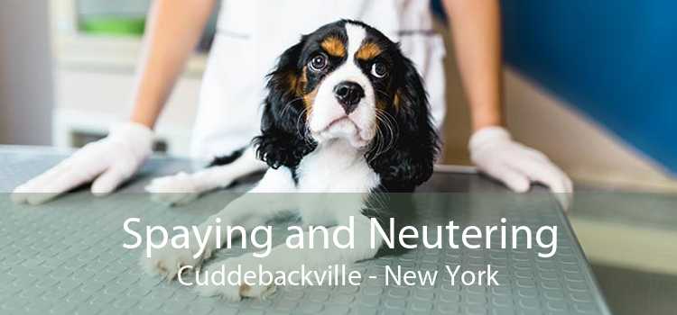Spaying and Neutering Cuddebackville - New York