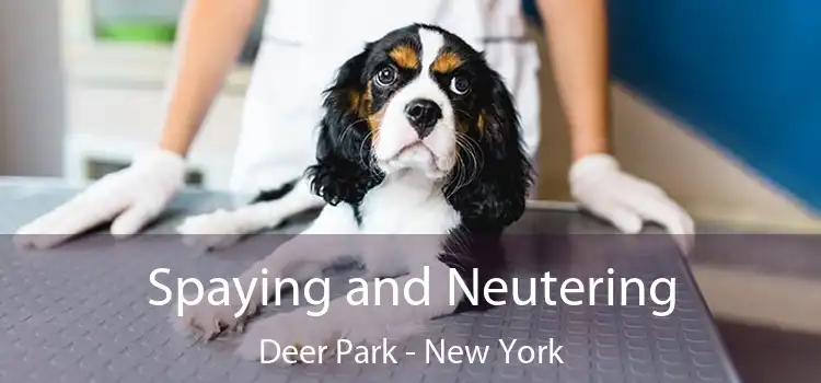 Spaying and Neutering Deer Park - New York