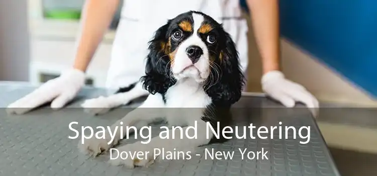 Spaying and Neutering Dover Plains - New York