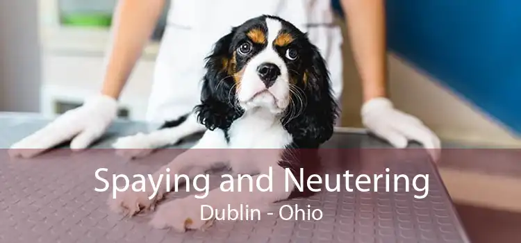 Spaying and Neutering Dublin - Ohio