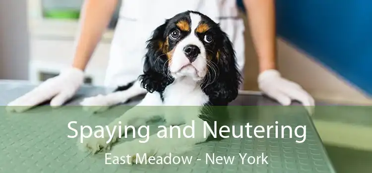 Spaying and Neutering East Meadow - New York