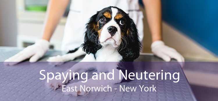 Spaying and Neutering East Norwich - New York