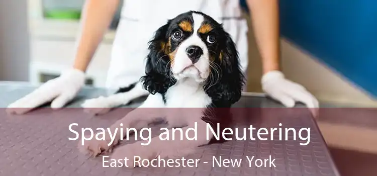 Spaying and Neutering East Rochester - New York