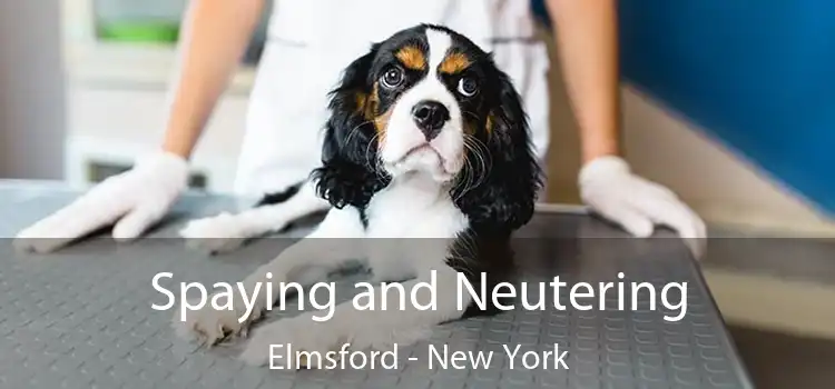 Spaying and Neutering Elmsford - New York