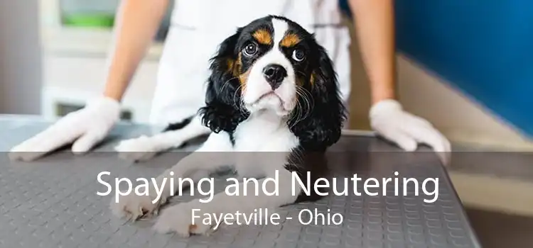 Spaying and Neutering Fayetville - Ohio