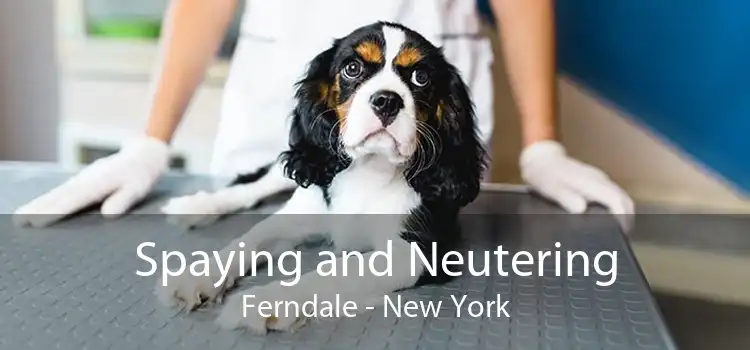 Spaying and Neutering Ferndale - New York