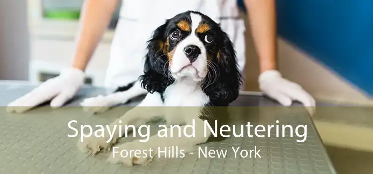 Spaying and Neutering Forest Hills - New York