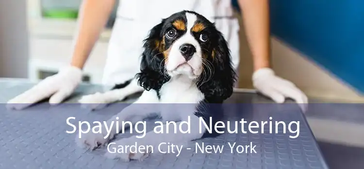 Spaying and Neutering Garden City - New York