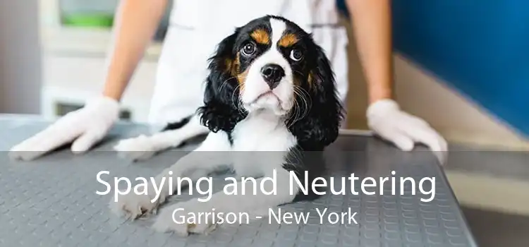 Spaying and Neutering Garrison - New York