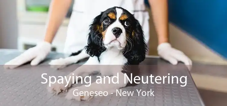 Spaying and Neutering Geneseo - New York