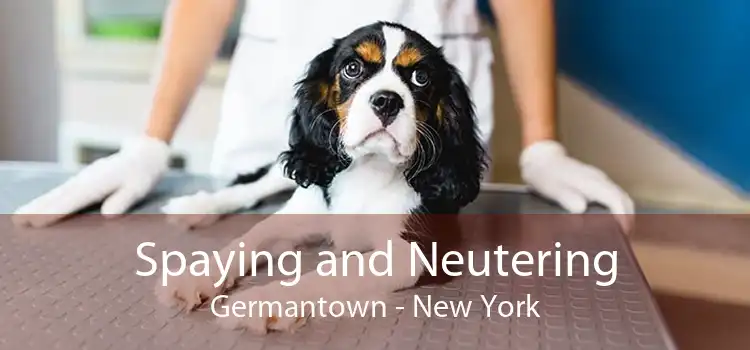 Spaying and Neutering Germantown - New York