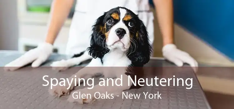 Spaying and Neutering Glen Oaks - New York