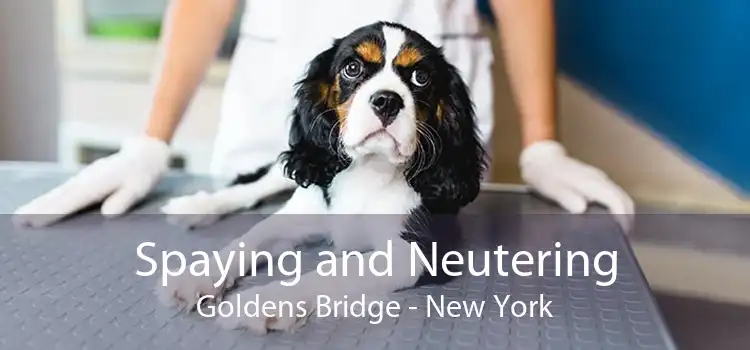 Spaying and Neutering Goldens Bridge - New York