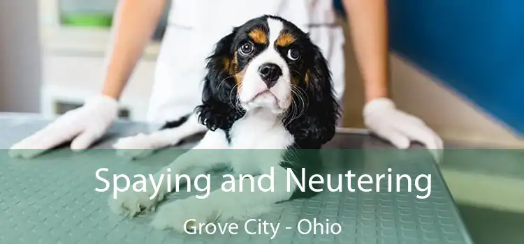 Spaying and Neutering Grove City - Ohio